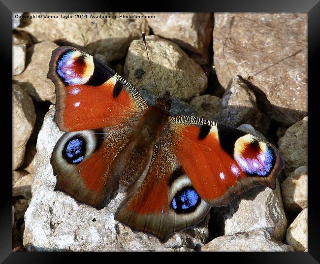 A Peacock Butterfly Enjoying The Sunshine. Framed Print by Vanna Taylor