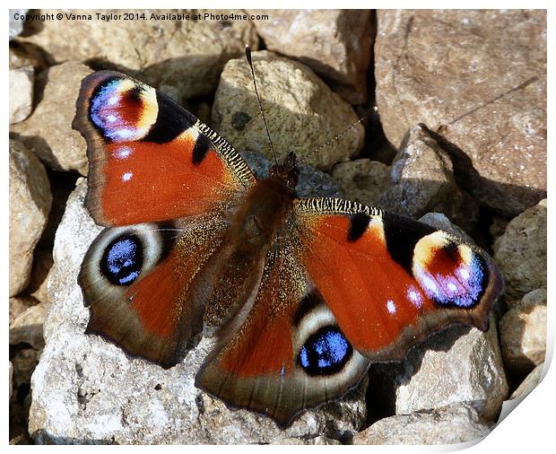 A Peacock Butterfly Enjoying The Sunshine. Print by Vanna Taylor