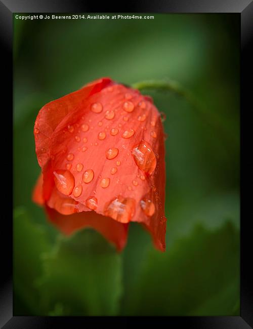 orange tulip Framed Print by Jo Beerens