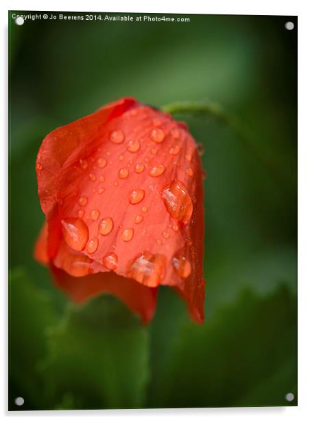 orange tulip Acrylic by Jo Beerens