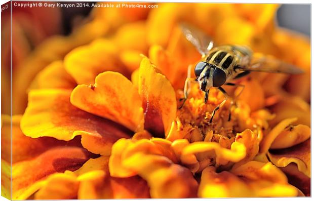  Hoverfly on a Marigold Canvas Print by Gary Kenyon