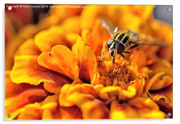 Hoverfly on a Marigold Acrylic by Gary Kenyon