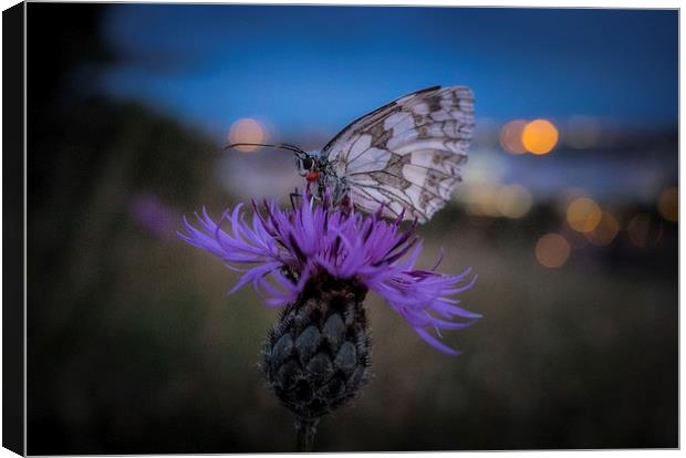 Marbled White Butterfly Canvas Print by Ashley Chaplin