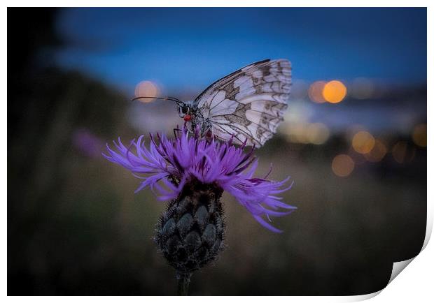 Marbled White Butterfly Print by Ashley Chaplin