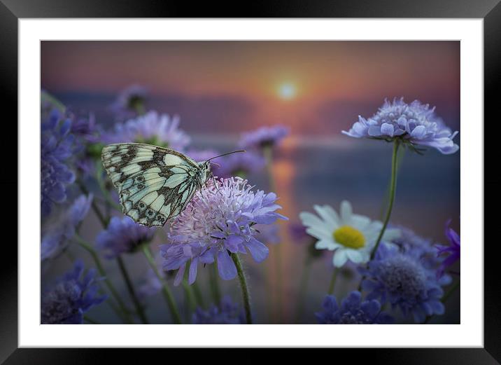 Marbled White Butterly at sunset Framed Mounted Print by Ashley Chaplin