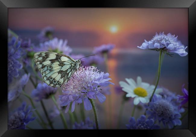 Marbled White Butterly at sunset Framed Print by Ashley Chaplin