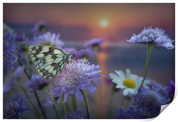 Marbled White Butterly at sunset Print by Ashley Chaplin