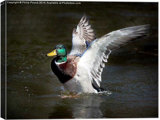 Mallard Drake Duck Spreading His Wings Canvas Print by Philip Pound