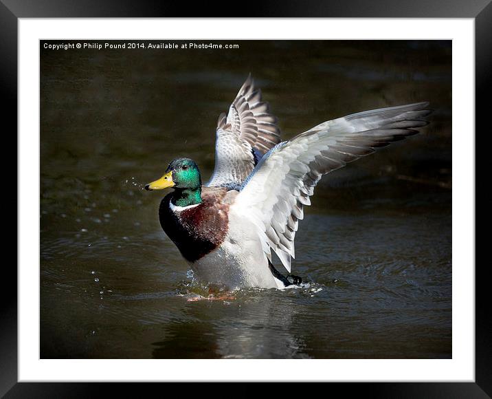  Mallard Drake Duck Spreading His Wings Framed Mounted Print by Philip Pound