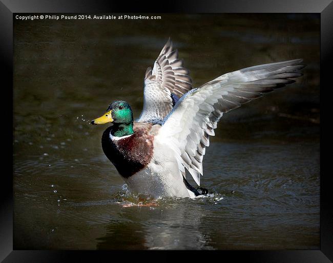  Mallard Drake Duck Spreading His Wings Framed Print by Philip Pound