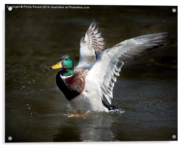  Mallard Drake Duck Spreading His Wings Acrylic by Philip Pound