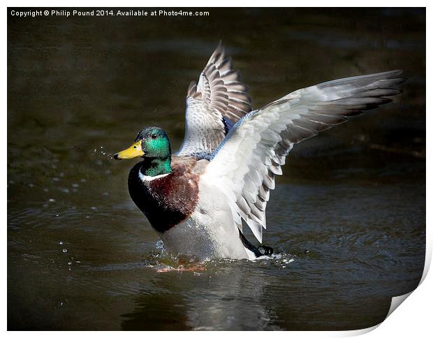  Mallard Drake Duck Spreading His Wings Print by Philip Pound