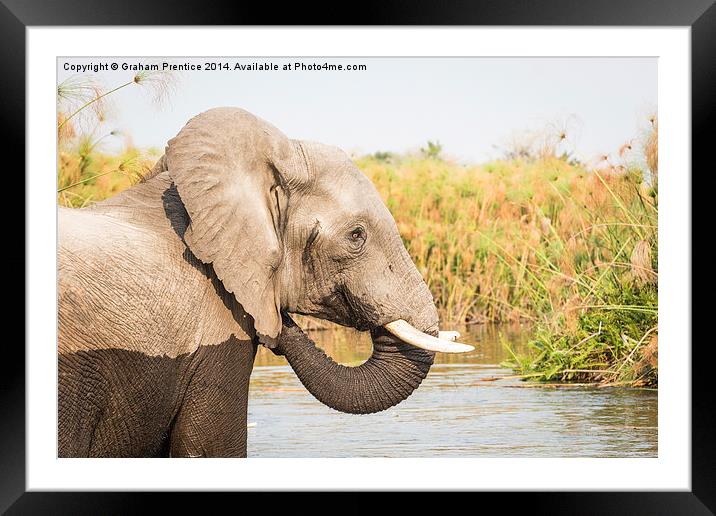  African Bush Elephant, Okavango Delta Framed Mounted Print by Graham Prentice