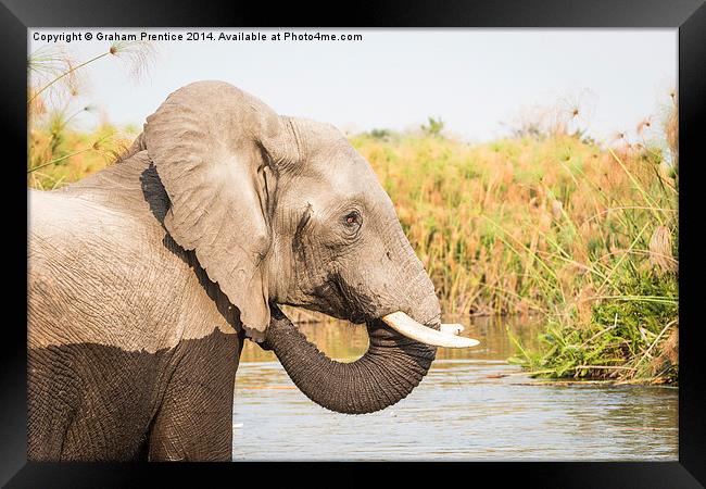  African Bush Elephant, Okavango Delta Framed Print by Graham Prentice