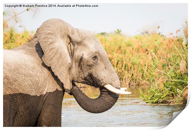  African Bush Elephant, Okavango Delta Print by Graham Prentice