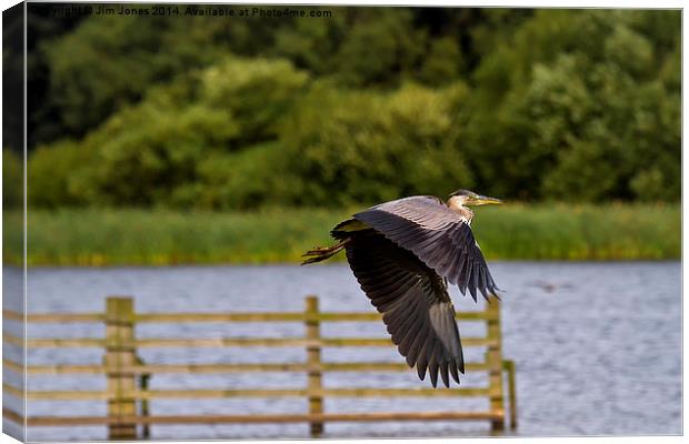  Grey Heron in flight Canvas Print by Jim Jones