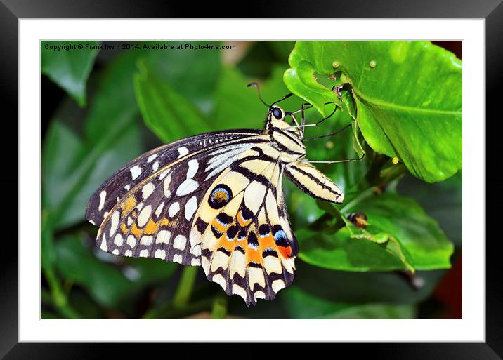 The Beautiful Lime Butterfly Framed Mounted Print by Frank Irwin