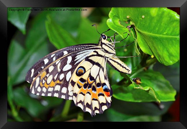 The Beautiful Lime Butterfly Framed Print by Frank Irwin