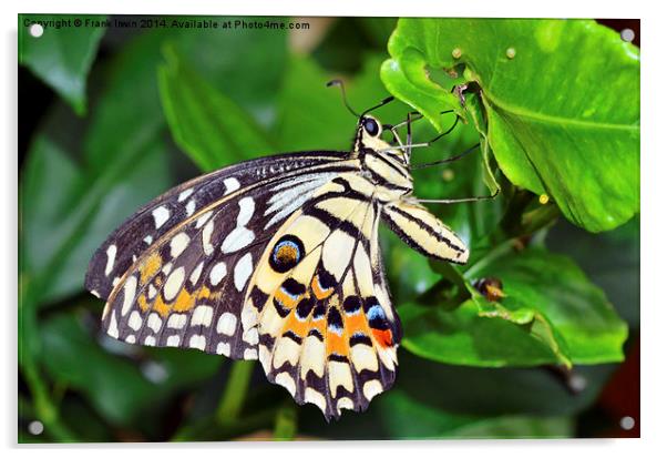 The Beautiful Lime Butterfly Acrylic by Frank Irwin