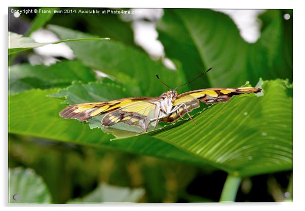  The stunning Malachite butterfly Acrylic by Frank Irwin