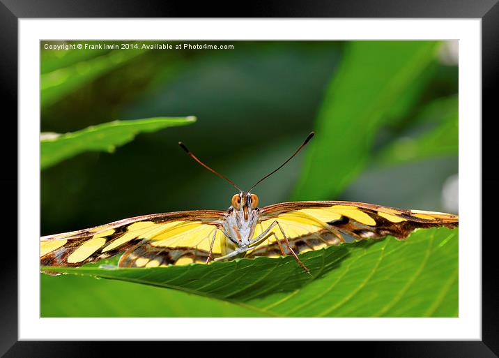 The stunning Malachite butterfly Framed Mounted Print by Frank Irwin