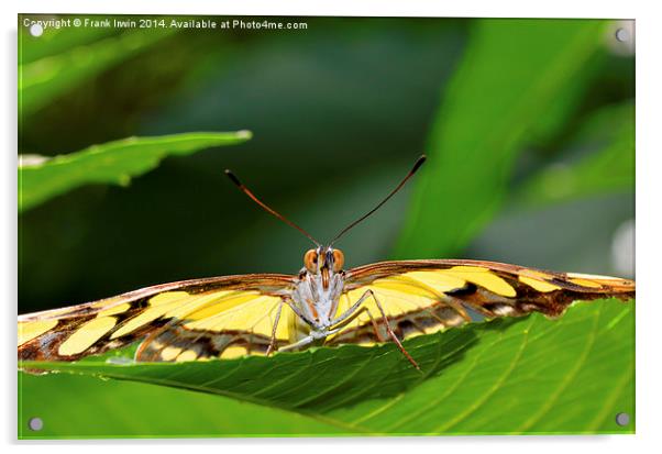 The stunning Malachite butterfly Acrylic by Frank Irwin