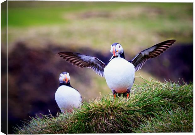 Proud Puffin Canvas Print by Peta Thames