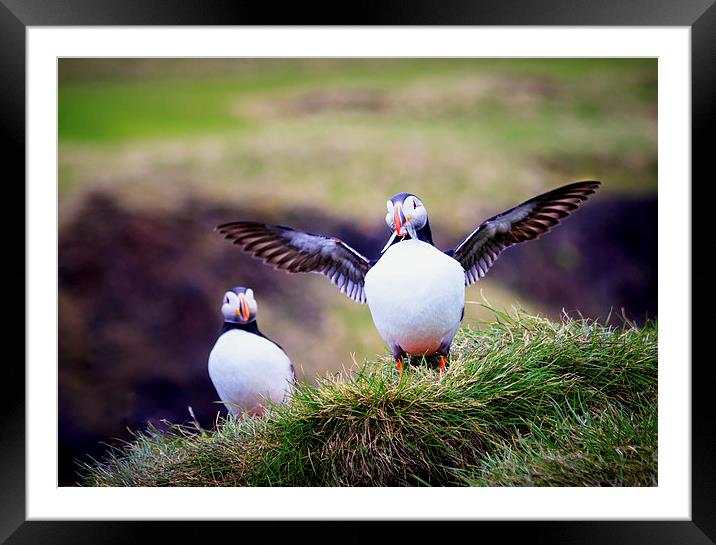Proud Puffin Framed Mounted Print by Peta Thames
