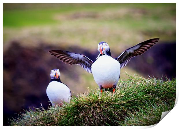 Proud Puffin Print by Peta Thames