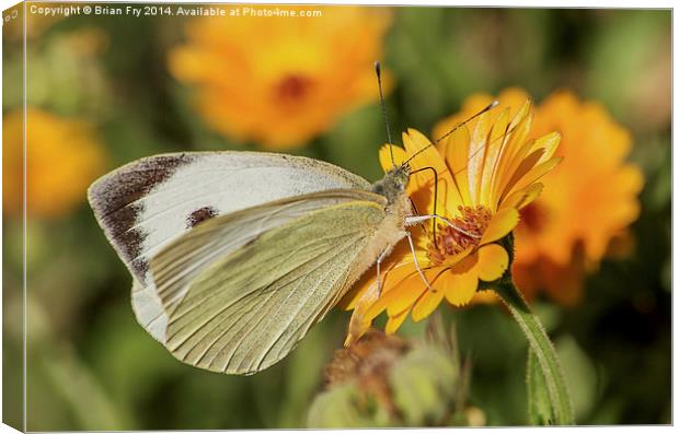  Large white butterfly Canvas Print by Brian Fry