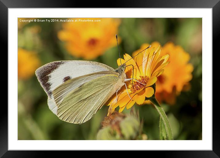  Large white butterfly Framed Mounted Print by Brian Fry