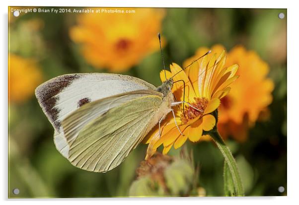  Large white butterfly Acrylic by Brian Fry