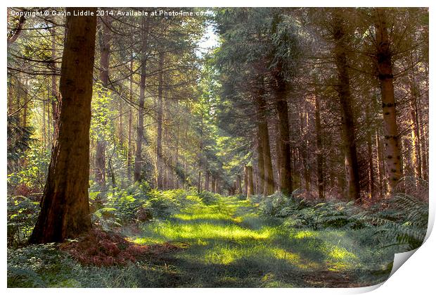 Bowmont Forest in the Sunlight Print by Gavin Liddle