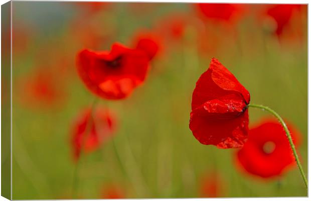 Poppy Contrasts Canvas Print by Sue Dudley
