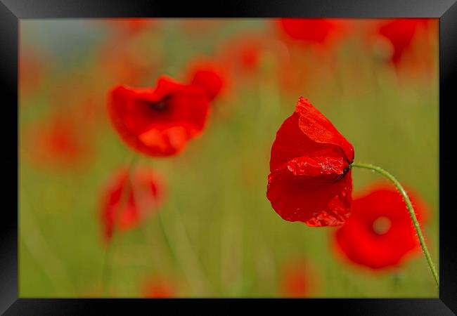 Poppy Contrasts Framed Print by Sue Dudley