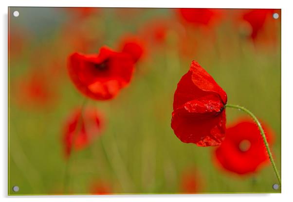 Poppy Contrasts Acrylic by Sue Dudley
