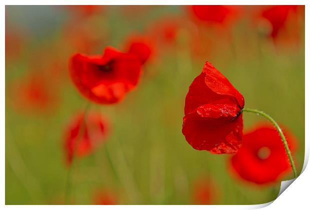 Poppy Contrasts Print by Sue Dudley