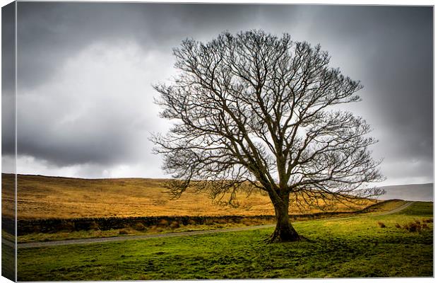  Single tree in stormy weather Canvas Print by David Hare