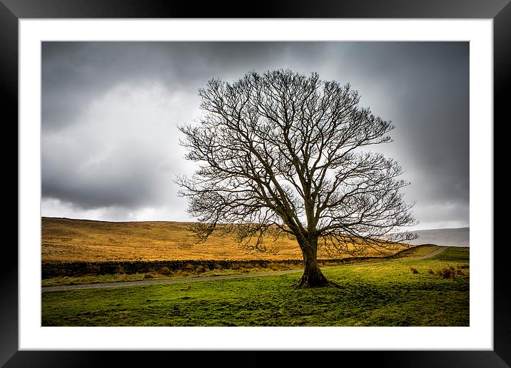  Single tree in stormy weather Framed Mounted Print by David Hare