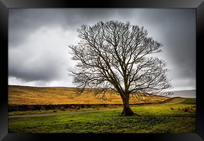  Single tree in stormy weather Framed Print by David Hare