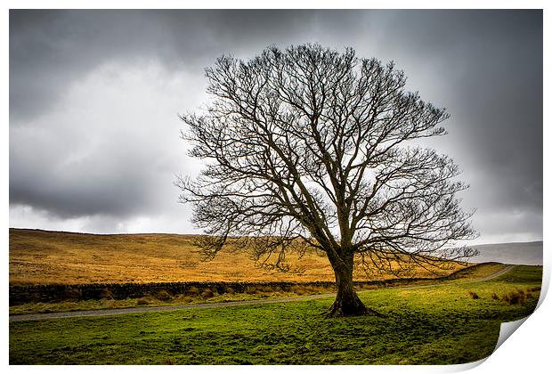  Single tree in stormy weather Print by David Hare