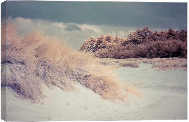  Sand Dunes and Pine Trees, Wells-next-the-Sea Canvas Print by Andy Stafford