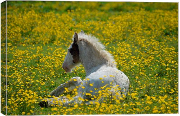  Foal in the Buttercups Canvas Print by David Brotherton