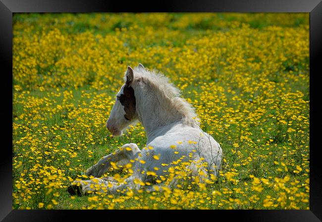  Foal in the Buttercups Framed Print by David Brotherton