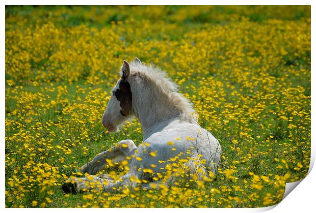  Foal in the Buttercups Print by David Brotherton