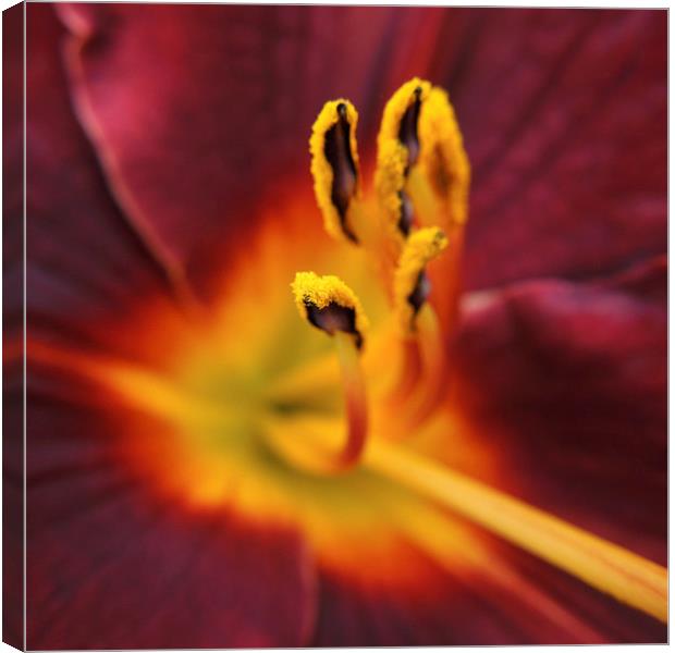 fiery lily  Canvas Print by Heather Newton