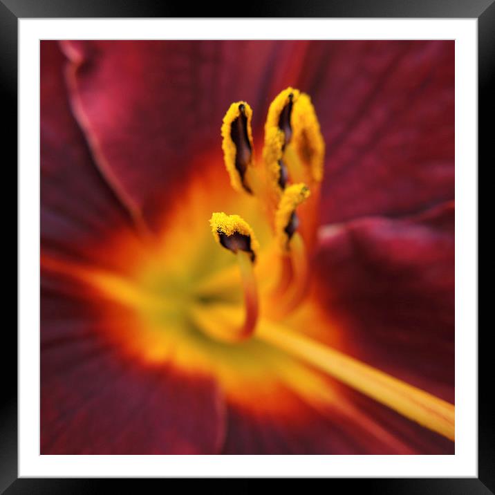 fiery lily  Framed Mounted Print by Heather Newton