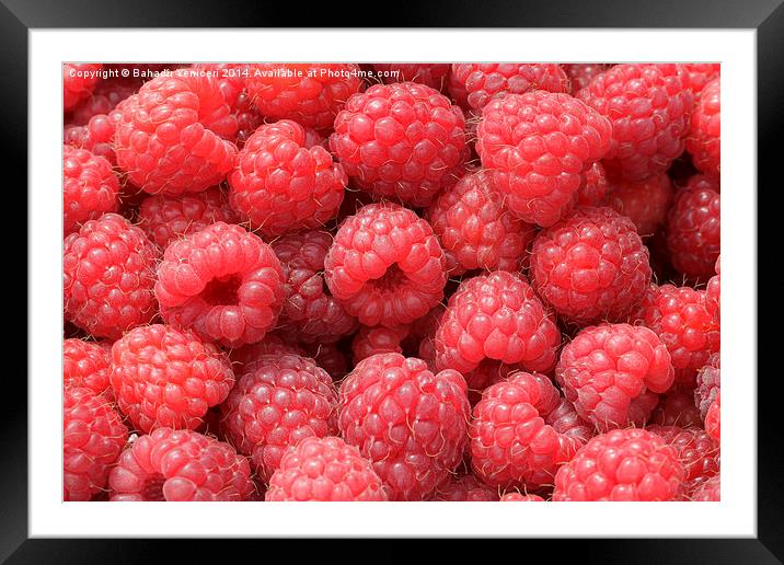  Raspberries  Framed Mounted Print by Bahadir Yeniceri