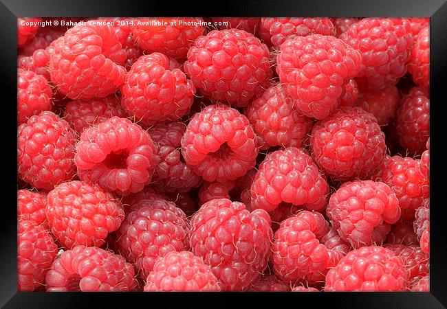  Raspberries  Framed Print by Bahadir Yeniceri