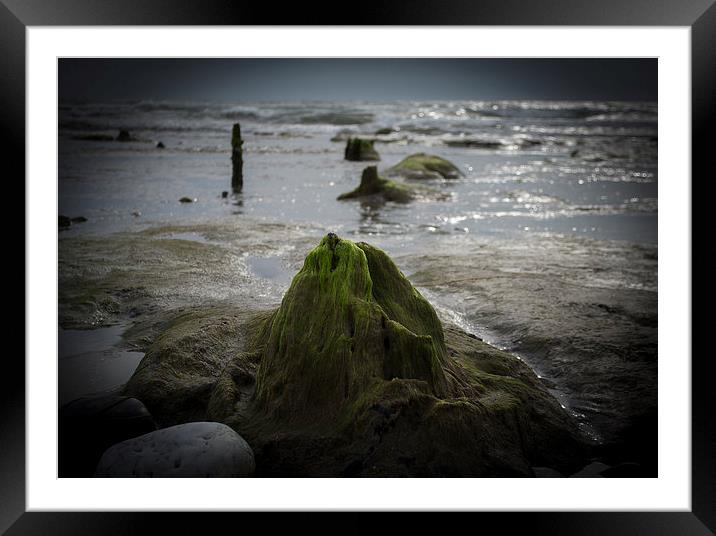  Submerged Ancient Forest, Borth Beach Framed Mounted Print by Victoria Bowie